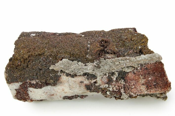 Devonian Petrified Wood (Callixylon) Section - Oldest True Wood #363337